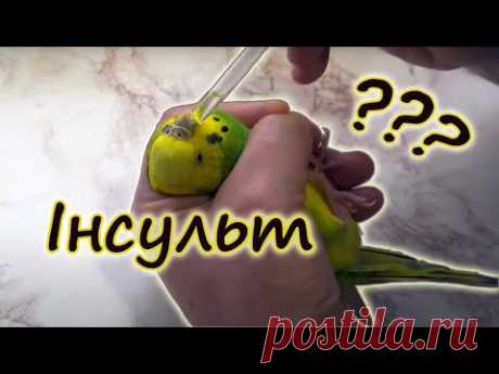 Инсульт у попугая? Попугай корчится от боли. Что делать? Как лечить судороги?