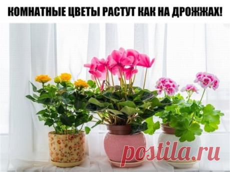 7 СПОСОБОВ - КОМНАТНЫЕ ЦВЕТЫ РАСТУТ КАК НА ДРОЖЖАХ!
Вода — главная основа жизни всех растений. Для каждого вида растений полив должен быть индивидуален. Так же комнатные растения обязательно нужно подкармливать, если вы хотите красивого цветения и пышную листву.
Сахар. Самый натуральный способ удобрений, для подкормки комнатных цветов. Сахар распадается на глюкозу и фруктозу. Именно глюкоза и делает чудеса. Она является источником энергии всех процессов жизнедеятельности растений. Для приготов