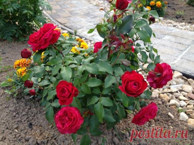 Галерея - Mona Lisa (MEIlyxir) :: Энциклопедия роз