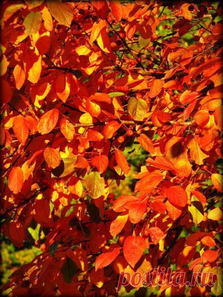 fall leaves | Autumn Splendor