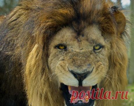 Три диких льва в Эфиопии спасли девочку от похищения и изнасилования