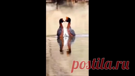 Танцуют птички