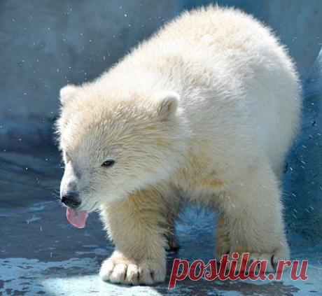 Забавные животные / Питомцы