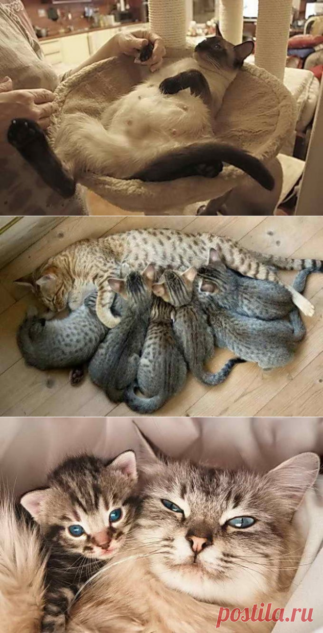 Беременность у кошки: продолжительность, особенности ухода, ложные признаки