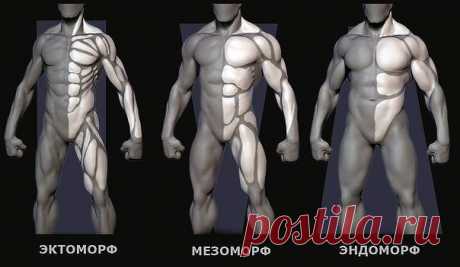 Программа тренировок для всех типов телосложения

Эктоморф

Если природа "наградила" вас эктоморфным типом телосложения, не стоит отчаиваться. С одной стороны быстрый обмен веществ препятствует эффективному набору массы, но при правильном подходе эти "недостатки" легко превращаются в достоинства. 
Итак, перейдем к тренировочному режиму. Основное внимание стоит уделить базовым упражнениям. Тренировки должны быть интенсивными и длиться не дольше 45 минут. На каждую мышечную ...