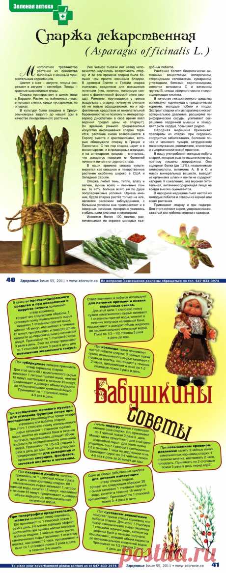 Спаржа лекарственная