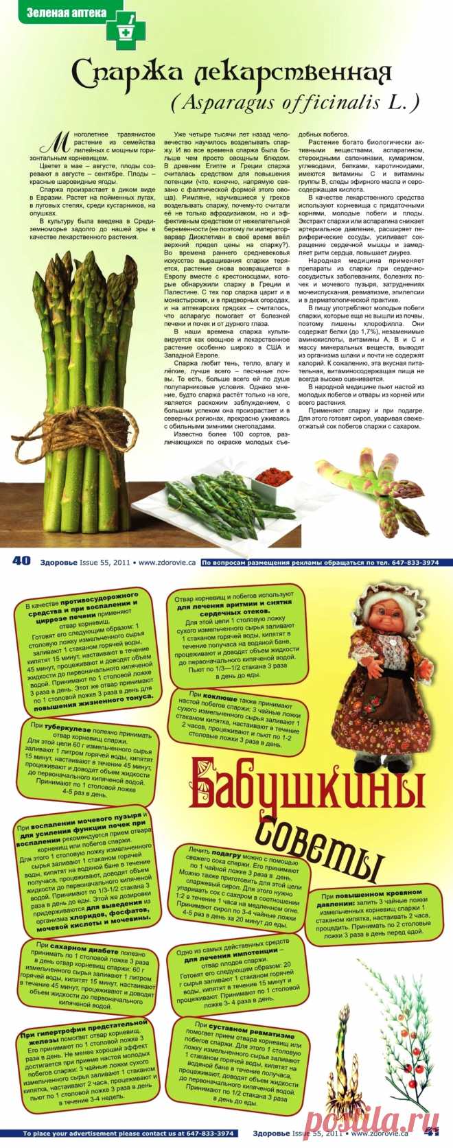 Спаржа лекарственная