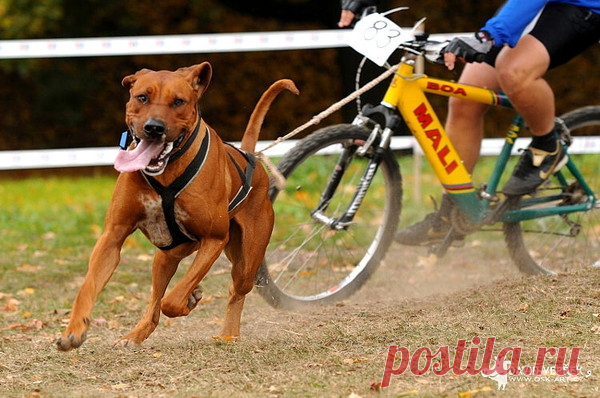 Собаки в спорте, ч.12 – Блог. Run, пользователь Марина Николаева | Группы Мой Мир