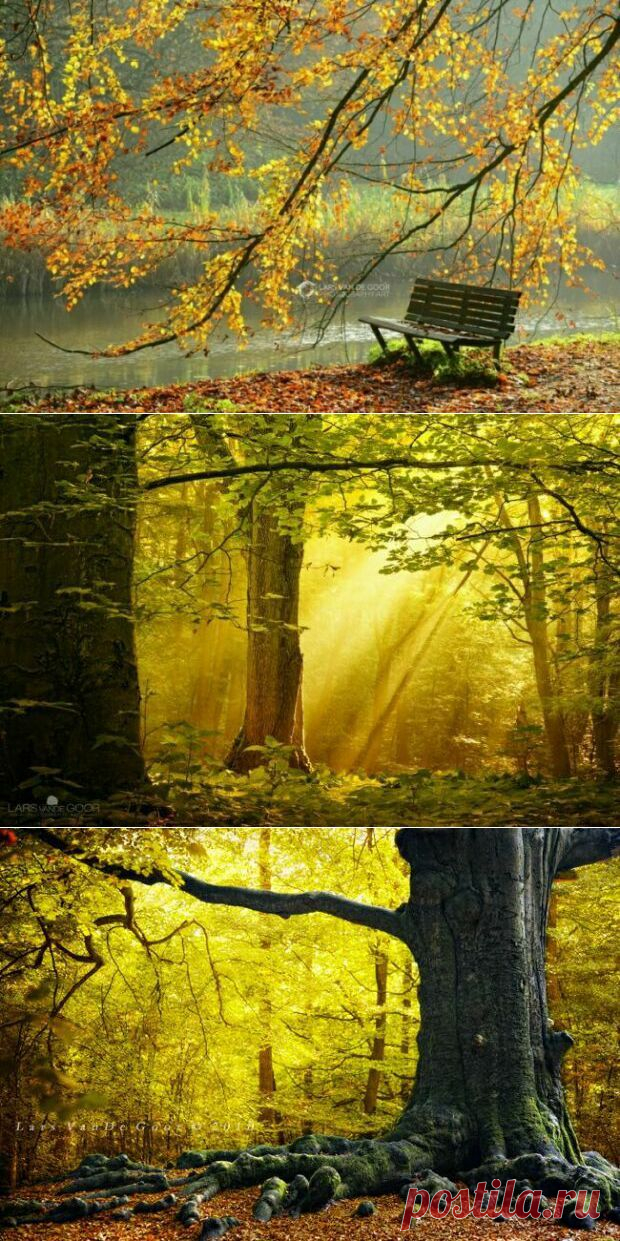 Осенний лес