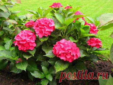 Как я выращиваю крупнолистные гортензии — макрофилы в Подмосковье. Олин опыт