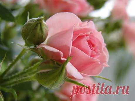 s-9331.jpg (800×600)