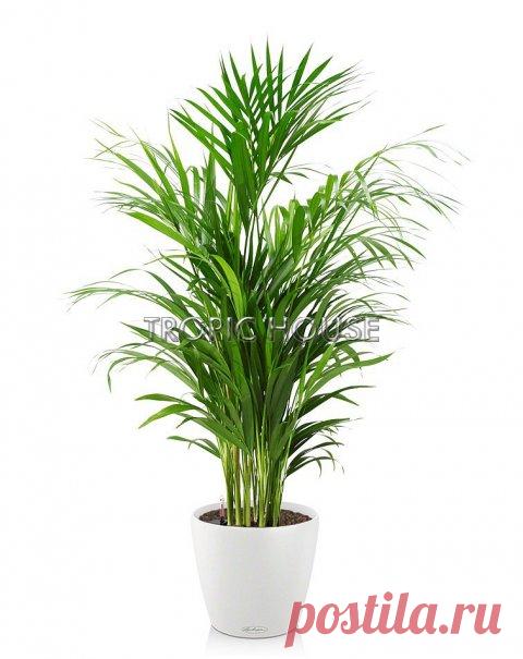 в стильном кашпо: купить с доставкой по Москве и МО