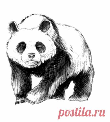 ​Рисуем с детьми панду