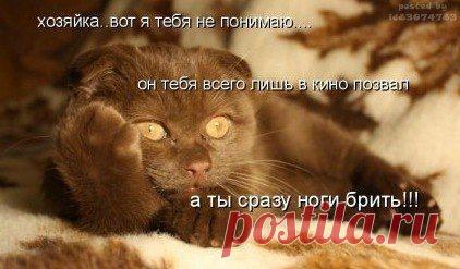 Я думаю, что кошки на самом деле — инопланетяне. Изучают втихую нас, недоразвитых…