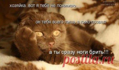 Я думаю, что кошки на самом деле — инопланетяне. Изучают втихую нас, недоразвитых…