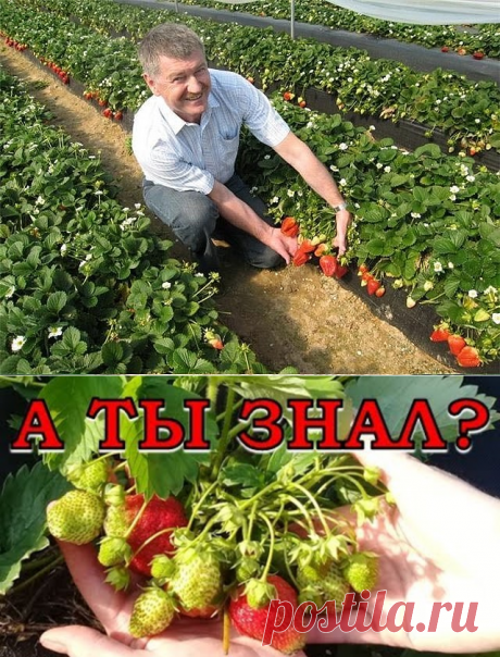 (4) Одноклассники
