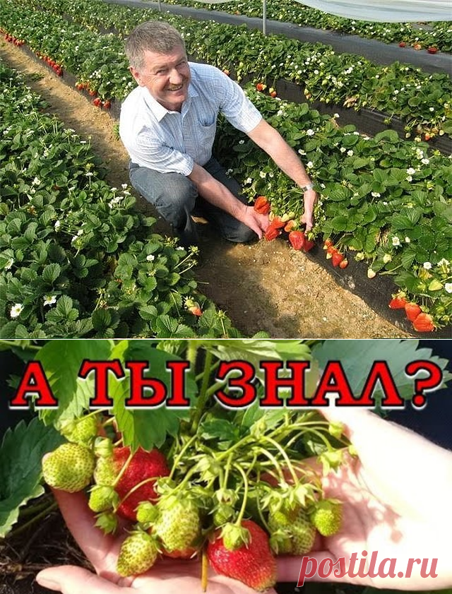 (4) Одноклассники