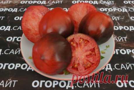 Томат Малиновые носики сержанта Пеппера (Софии Сааковой), семена | ОГОРОД.сайт