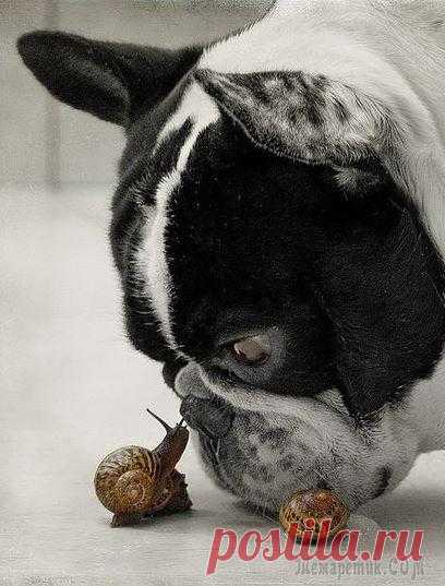 ШУТКИ ОТ ШАРИКА