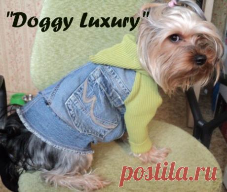 Как сшить курточку из старых джинсов для вашего питомца