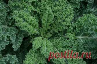 Как вырастить на огороде кейл (листовую капусту)? Капуста отличается не только полезными, но ещё и лечебными свойствами. В нынешнем сезоне пришла мода на выращивание листовой капусты.