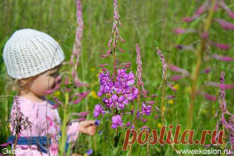 Epilobium, или Кипрей, он же Иван-чай, или устар. Копорский чай.