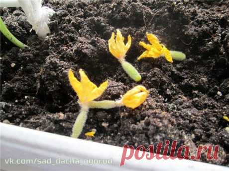 Причины засыхания и опадания завязей на огурцах