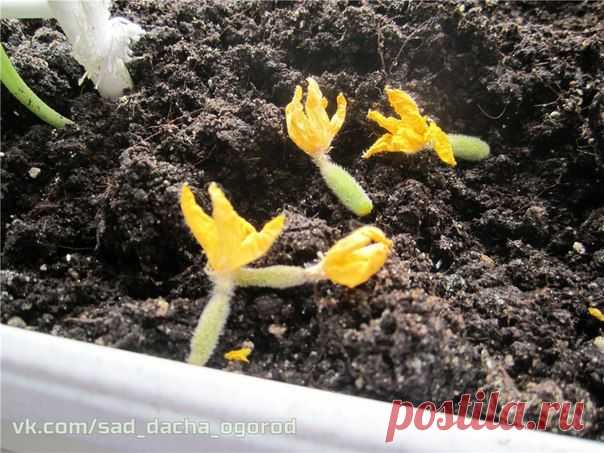 Причины засыхания и опадания завязей на огурцах