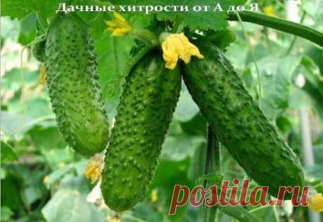 ПЛОДОНОШЕНИЕ ОГУРЦОВ ДО СЕРЕДИНЫ СЕНТЯБРЯ - ЭТО РЕАЛЬНО!