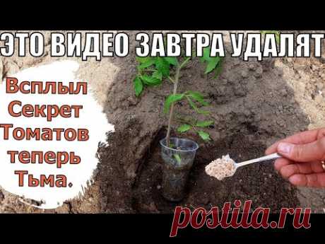 ТАЙНЫЕ ЗНАНИЯ при посадке Томатов Огурцов Перца. 100.000 руб