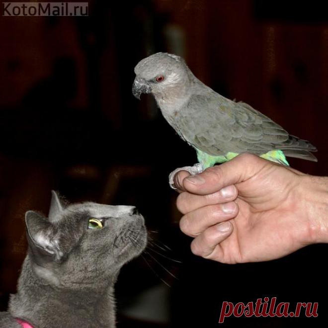 Мне не нравится когда я отдыхаю, чтоб кто-то чирикал!