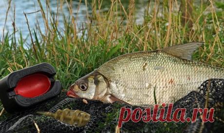 Рыболовы рассказали 11 способов ловли леща летом | Рыбалка с Fisherman Artem | Пульс Mail.ru