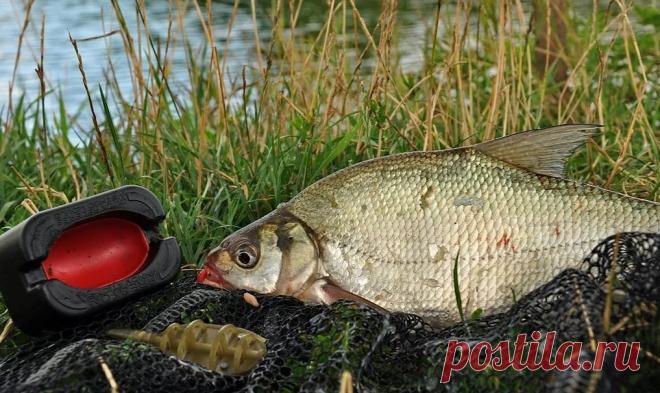 Рыболовы рассказали 11 способов ловли леща летом | Рыбалка с Fisherman Artem | Пульс Mail.ru