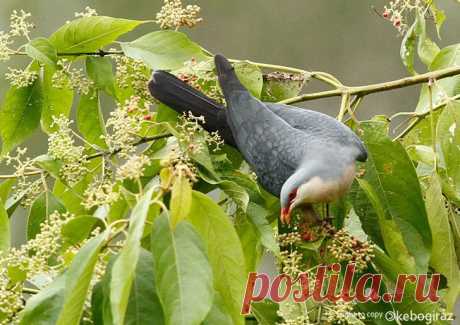 Сем. Голубиные (Columbidae)
Длиннохвостый горный голубь (Gymnophaps mada)