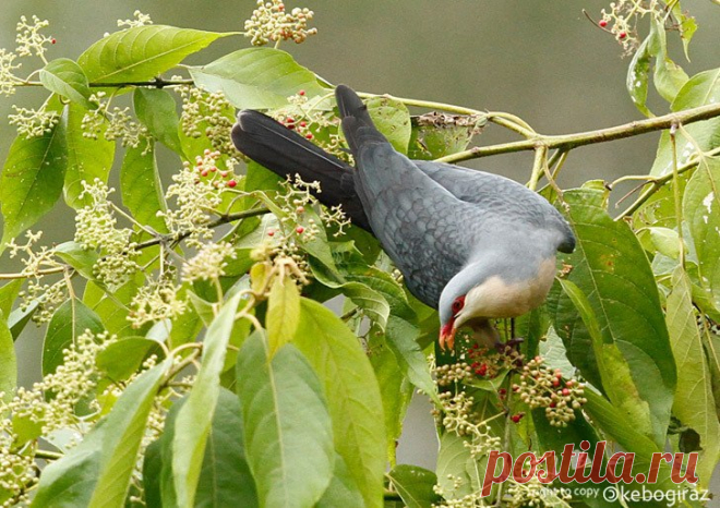 Сем. Голубиные (Columbidae)
Длиннохвостый горный голубь (Gymnophaps mada)