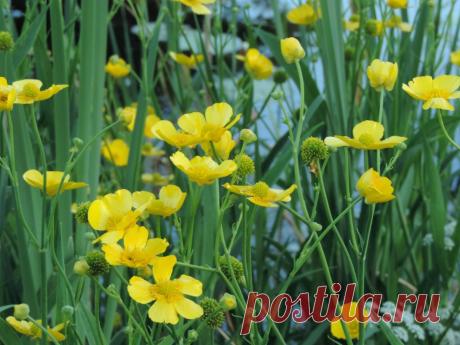 Водяные лютики и шелковники – кружевное чудо для водоемов. Выращивание, уход, размножение, зимовка. Виды. Фото - Ботаничка.ru