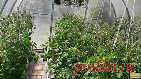 Рассказываю, 1 ст. л. чего я добавляю на целую бочку для полива. Овощи не узнать, они все в завязях  1.

Я люблю помидоры, огурцы, перец -- все в этих овощах содержится самое необходимое для организма человека, но в разумных количествах. Поэтому я всегда стараюсь использовать эти овощи в пищу. В сезон сбора урожая я стараюсь заготовить побольше овощей (в основном, это заготовки, сделанные своими руками). И вот, в этом году, я решила попробовать приготовить консервированный компот из огурцов и …