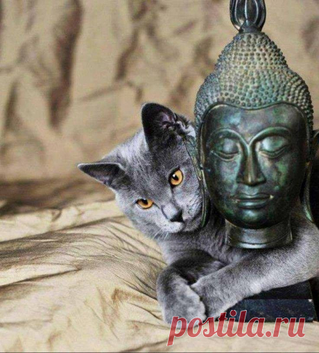17 котов - настоящих буддистов / Питомцы