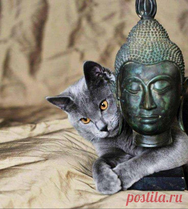 17 котов - настоящих буддистов / Питомцы