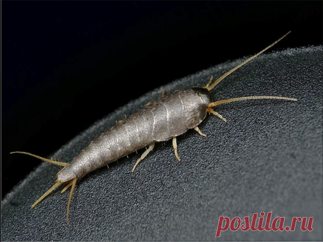 Почему она заводится в наших санузлах и что там делает. Интересные факты про чешуйницу | Популярная наука | Дзен