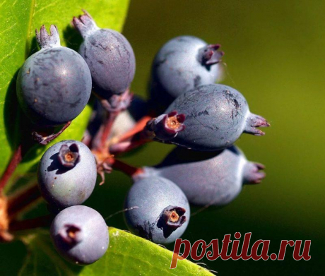 Готовлю черное как ночь вино из ирги: по вкусу очень нежное и близко к соку, девчонкам очень нравится после баньки