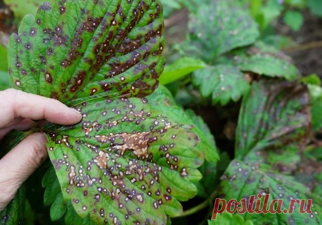 Лечим клубнику
От ржавчины, пятнистости и мучнистой росы смешайте: 
- 1 столовую ложку соды 
- 1 чайную ложку мягкого средства для мытья посуды 
- 1 столовую ложку растительного масла 
- 1 таблетку растворенного аспирина 
- 4,5 литра воды 
 
Смешайте и опрыскивать этим составом раз в 1-2 недели.