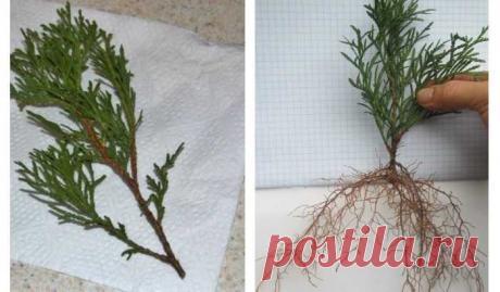 Вырастить тую из черенка совсем не сложно: запоминайте правила — Ⴚα∂ ℨα୮০τ০Ᏸҡα