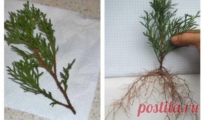 Вырастить тую из черенка совсем не сложно: запоминайте правила — Ⴚα∂ ℨα୮০τ০Ᏸҡα