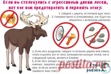 Избегаем последствий от внезапной встречи с лосем | Кухня рыбака | Яндекс Дзен