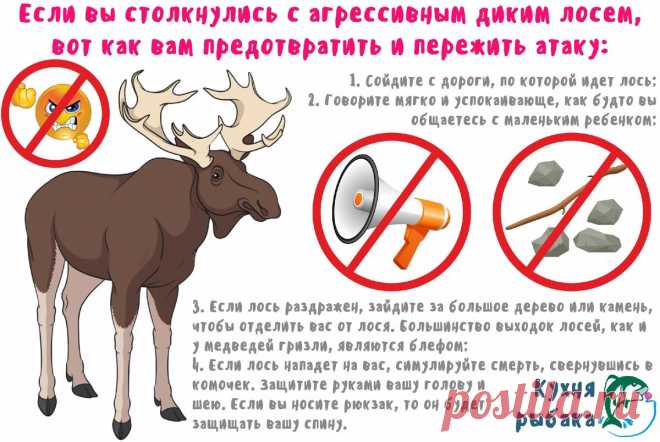 Избегаем последствий от внезапной встречи с лосем | Кухня рыбака | Яндекс Дзен