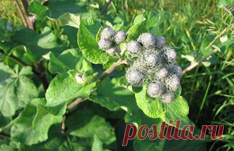 Лопух большой (репейник) - лечебные свойства, рецепты