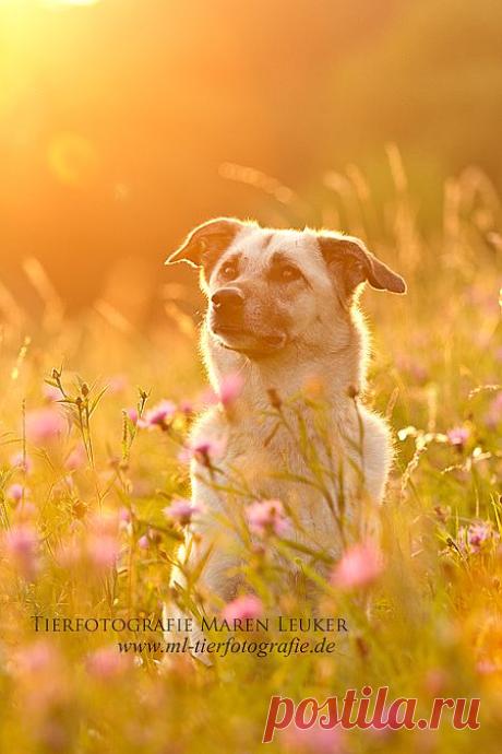 blossom
