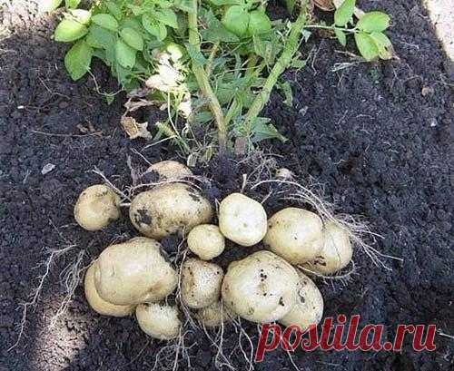 450 КИЛОГРАММОВ КАРТОШКИ – ИЗ ОДНОЙ СОТКИ. РАСКРЫВАЕМ ВСЕ СЕКРЕТЫ.