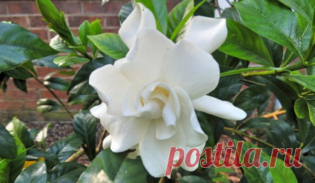 Gardenia jasminoides August Beauty Plant FREE SHIP Plant from Gardenia jasminoides August Beauty Pint Plant. A Vigorous and heavy bloomer the August Beauty is a particularly nice selection of common gardenia. This medium-sized evergreen shrub originates from China, Taiwan and Japan. Its neat, bushy habit and glossy, dark green leaves